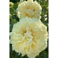 Півонія Paeonia Seidl's Super
